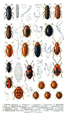 Reitter-1911-plate098 by Edmund Reitter
. Used under a Public domain license.