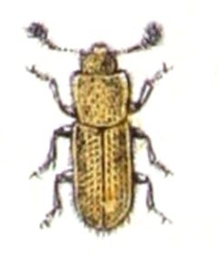 Anommatus.duodecimstriatus.-.calwer.14.35 by Emil Hochdanz
. Used under a Public domain license.