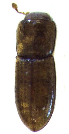 Anommatus duodecimstriatus by S.E. Thorpe. Used under a Public domain license.
