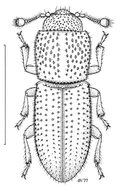 COLE Bothrideridae Anommatus duodecimstriatus by Desmond W. Helmore
. Used under a CC BY 4.0 license.