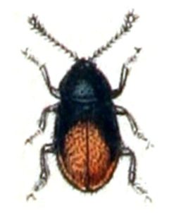 Atomaria.mesomela.-.calwer.15.28 by Emil Hochdanz
. Used under a Public domain license.