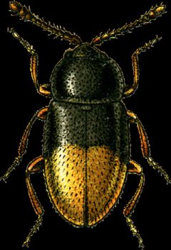 Atomaria mesomelaena Jacobson by Georgiy Jacobson. Used under a Public domain license.