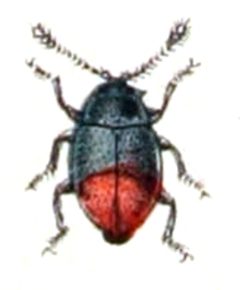 Ephistemus.globulus.-.calwer.15.30 by Emil Hochdanz
. Used under a Public domain license.