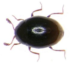 Ephistemus globulus by Udo Schmidt. Used under a CC BY-SA 2.0 license.