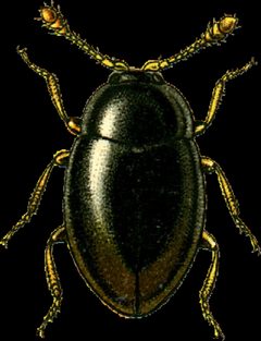 Ephistemus globulus Jacobson by Georgiy Jacobson. Used under a Public domain license.