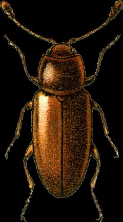 Caenoscelis ferruginea Jacobson by Georgiy Jacobson. Used under a Public domain license.