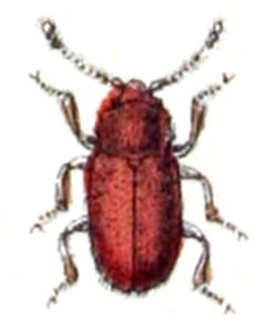 Cryptophagus.cellaris.-.calwer.15.25 by Emil Hochdanz
. Used under a Public domain license.