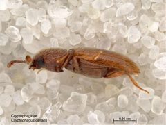 Cryptophagus cellaris by Caroline Harding, MAF. Used under a CC BY 3.0 au license.