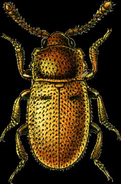 Cryptophagus cellaris Jacobson by Georgiy Jacobson. Used under a Public domain license.
