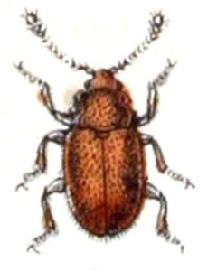 Cryptophagus.saginatus.-.calwer.15.24 by Emil Hochdanz
. Used under a Public domain license.