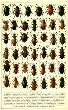 Georgiy Jacobson - Beetles Russia and Western Europe - plate 23 by see in description. Used under a Public domain license.