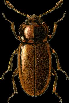 Henoticus serratus Jacobson by Georgiy Jacobson. Used under a Public domain license.