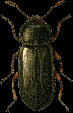 Telmatophilus typhae Jacobson by Georgiy Jacobson. Used under a Public domain license.