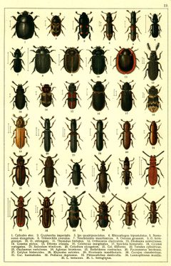 Georgiy Jacobson - Beetles Russia and Western Europe - plate 19 by see in description. Used under a Public domain license.