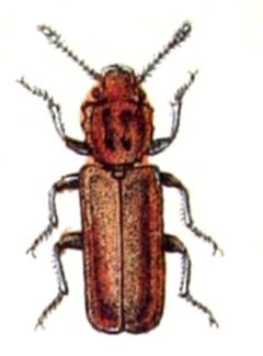 Pediacus.depressus.-.calwer.15.08 by Emil Hochdanz
. Used under a Public domain license.
