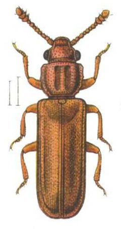 Pediacus.depressus.Reitter by wikipedia. Used under a Public domain license.