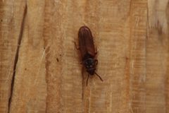 Pediacus depressus 257298604 by Emanuel Kern. Used under a CC BY 4.0 license.
