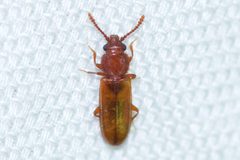 Pediacus depressus 77050621 by Owen Strickland. Used under a CC BY 4.0 license.
