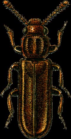 Pediacus depressus Jacobson by Georgiy Jacobson. Used under a Public domain license.