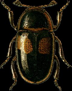 Dacne picta Jacobson by Georgiy Jacobson. Used under a Public domain license.