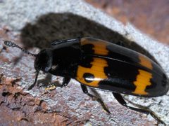 Megalodacne fasciata P1390267a by 
xpda. Used under a CC BY-SA 4.0 license.
