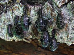 Cypherotylus californicus by Katja Schulz from Washington, D. C., USA. Used under a CC BY 2.0 license.