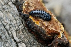Flickr - ggallice - Pleasing fungus beetle by Geoff Gallice from Gainesville, FL, USA. Used under a CC BY 2.0 license.
