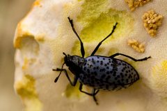Gibbifer californicus - Flickr - aspidoscelis by Patrick Alexander from Las Cruces, NM. Used under a CC0 license.