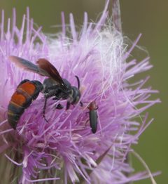 Languria discoidea - inat 56840401 by {{{name}}}. Used under a CC BY-SA 4.0 license.
