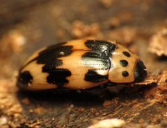 Four-Spotted Fungus Beetle - Flickr - treegrow by Katja Schulz from Washington, D. C., USA. Used under a CC BY 2.0 license.