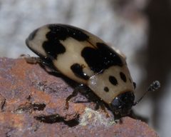 Ischyrus quadripunctatus P1390173a by 
xpda. Used under a CC BY-SA 4.0 license.