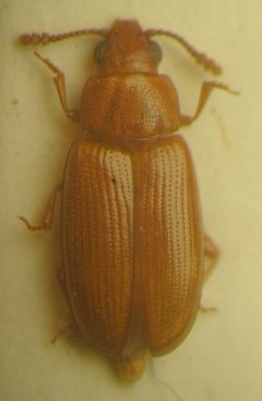 Pharaxonotha floridana by Ramiro Chaves. Used under a CC BY-SA 2.5 license.