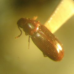 Pharaxonotha kirschii by Ramiro Chaves. Used under a CC BY-SA 2.5 license.
