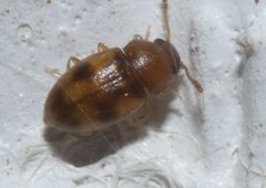 Toramus pulchellus P1130969a by
xpda. Used under a CC BY-SA 4.0 license.