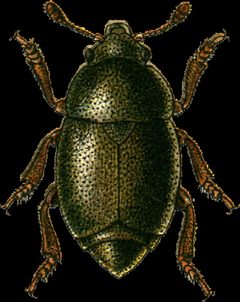 Brachypterus urticae Jacobson by Georgiy Jacobson. Used under a Public domain license.