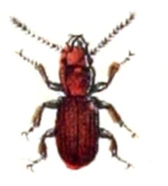 Cryptolestes.ferrugineus.-.calwer.15.12 by Emil Hochdanz
. Used under a Public domain license.