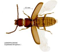 Cryptolestes ferrugineus by Pia Scanlon, DAFWA. Used under a CC BY 3.0 au license.