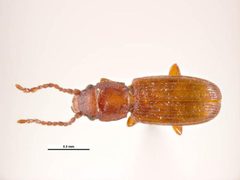 Cryptolestes ferrugineus1 by Simon Hinkley &amp; Ken Walker, Museum Victoria. Used under a CC BY 3.0 au license.
