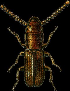 Laemophloeus ferruginous Jacobson by Georgiy Jacobson. Used under a Public domain license.