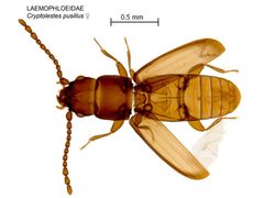 Cryptolestes pusillus by Pia Scanlon DAFWA. Used under a CC BY 3.0 au license.