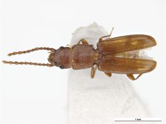 Cryptolestes turcicus by Clare McLellan, Muweum Victoria. Used under a CC BY 3.0 au license.