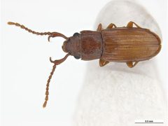Cryptolestes uncicornis by Clare McLellan, Museum Victoria. Used under a CC BY 3.0 au license.