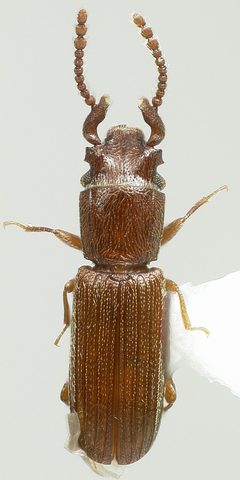 Dysmerus basalis habitus ArkansasMontage by Mct5548. Used under a CC BY-SA 4.0 license.