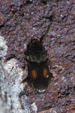 Laemophloeus biguttatus P1600294a by 
xpda. Used under a CC BY-SA 4.0 license.