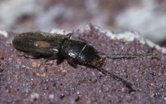 Laemophloeus biguttatus P1600295a by 
xpda. Used under a CC BY-SA 4.0 license.