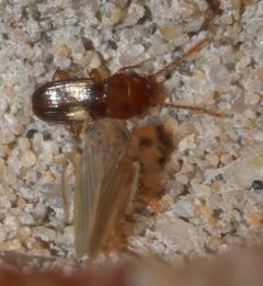 Laemophloeus fasciatus P1020064a by
xpda. Used under a CC BY-SA 4.0 license.