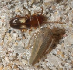 Laemophloeus fasciatus P1020065a by
xpda. Used under a CC BY-SA 4.0 license.