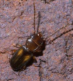 Laemophloeus fervidus P1440237a by
xpda. Used under a CC BY-SA 4.0 license.