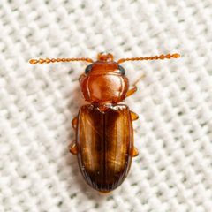 Laemophloeus terminalis by Jgw-atx. Used under a CC BY 4.0 license.