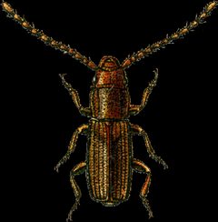 Laemophloeus testaceus Jacobson by Georgiy Jacobson. Used under a Public domain license.